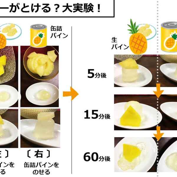 ゼリーを溶かす生パイナップルの不思議 キッチンは実験室 ７ ママ特派員 サポーターから アスレシピ