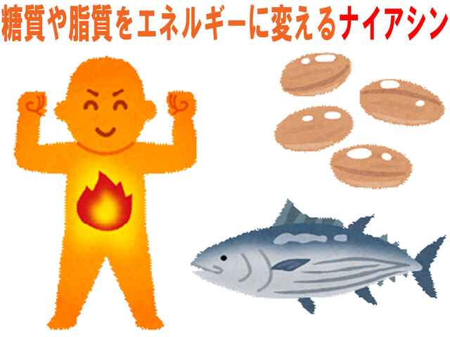 ナイアシン 食べ物