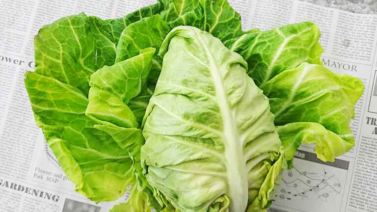 さまざまなビタミンが豊富 春は重すぎないものが良品 キャベツ 知ると得する栄養雑学 豆知識 アスレシピ