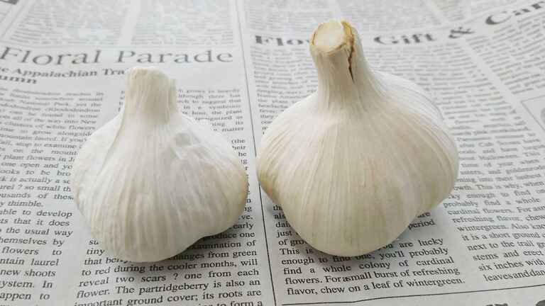 切る すりおろすでアリシン効果アップ 加熱で血液サラサラ ニンニク 知ると得する栄養雑学 豆知識 アスレシピ