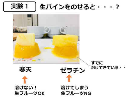 固まる科学 寒天とゼラチンの使い分け キッチンは実験室 15 上 ママ特派員 サポーターから アスレシピ