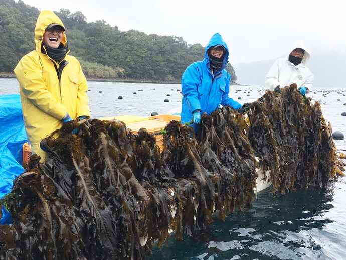 メカブはワカメの一部 海藻の種類ではありません 海藻よもやま話 7 知ると得する栄養雑学 豆知識 アスレシピ メカブはワカメの一部 海藻の種類ではありません 海藻よもやま話 7 知ると得する栄養雑学 豆知識 アスレシピ