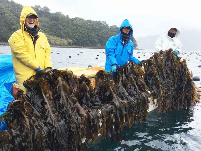 養殖ロープにつながったワカメを引き上げる