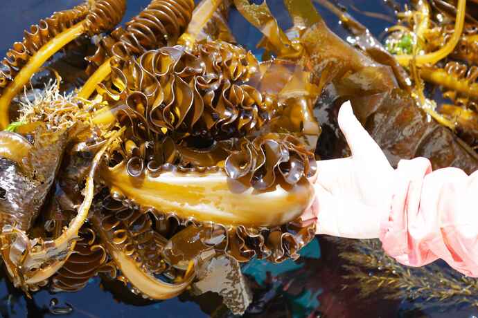 メカブはワカメの一部 海藻の種類ではありません 海藻よもやま話 7 知ると得する栄養雑学 豆知識 アスレシピ メカブはワカメの一部 海藻の種類ではありません 海藻よもやま話 7 知ると得する栄養雑学 豆知識 アスレシピ
