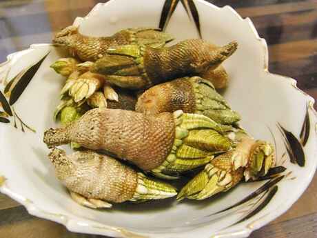 甲殻 類 アレルギー