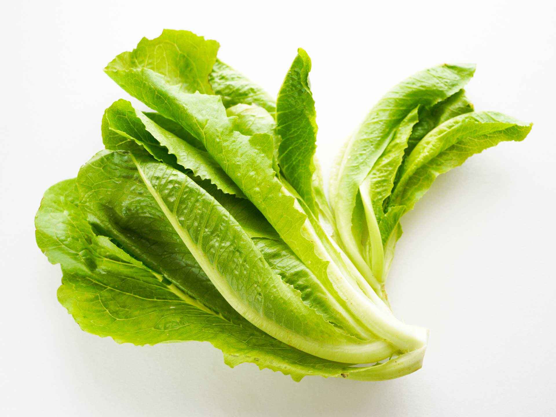 品種ごとに栄養素異なる、リーフ、サニー、サンチュは緑黄色野菜／レタス 知ると得する栄養雑学・豆知識：アスレシピ