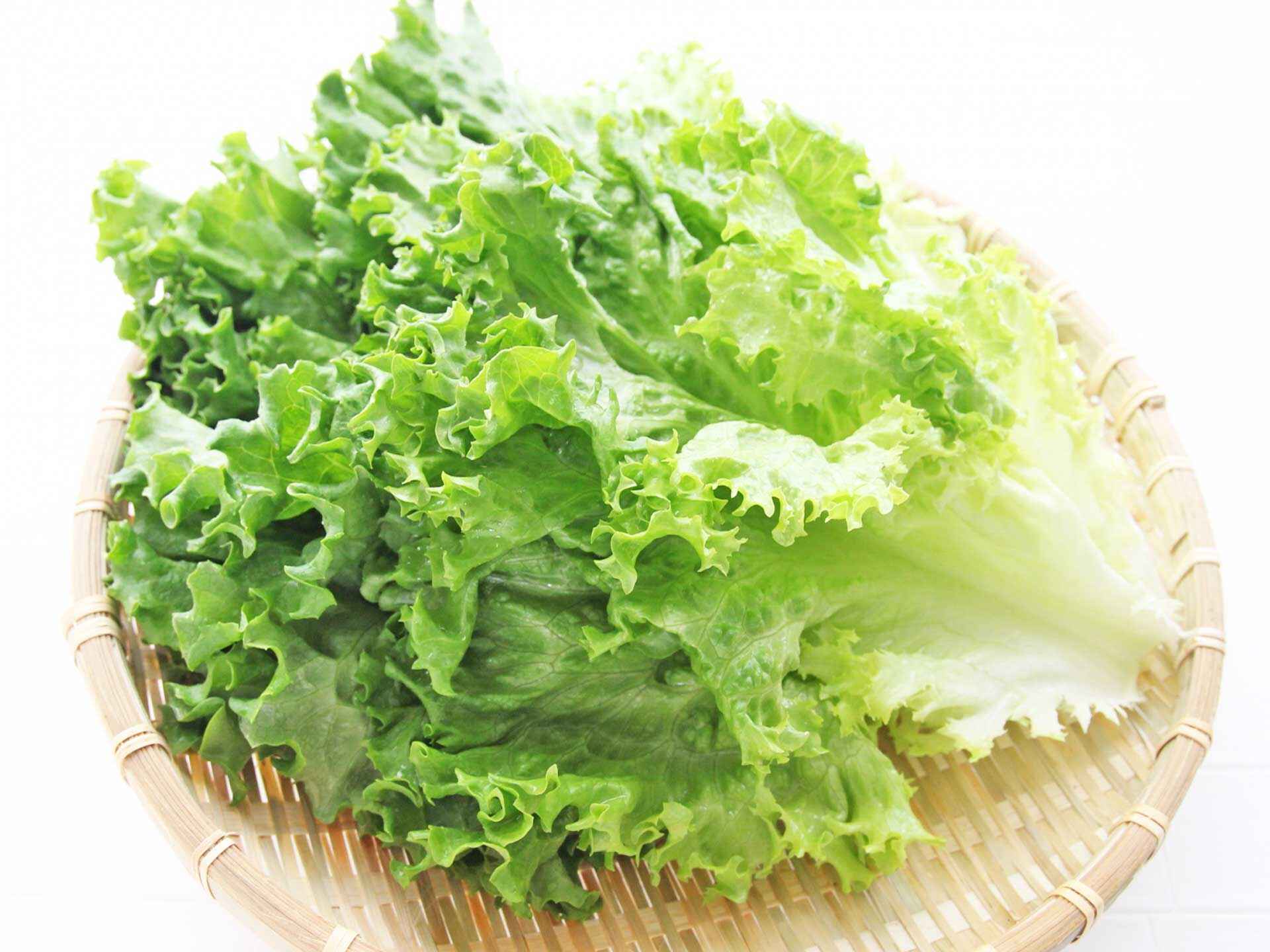 品種ごとに栄養素異なる、リーフ、サニー、サンチュは緑黄色野菜／レタス 知ると得する栄養雑学・豆知識：アスレシピ