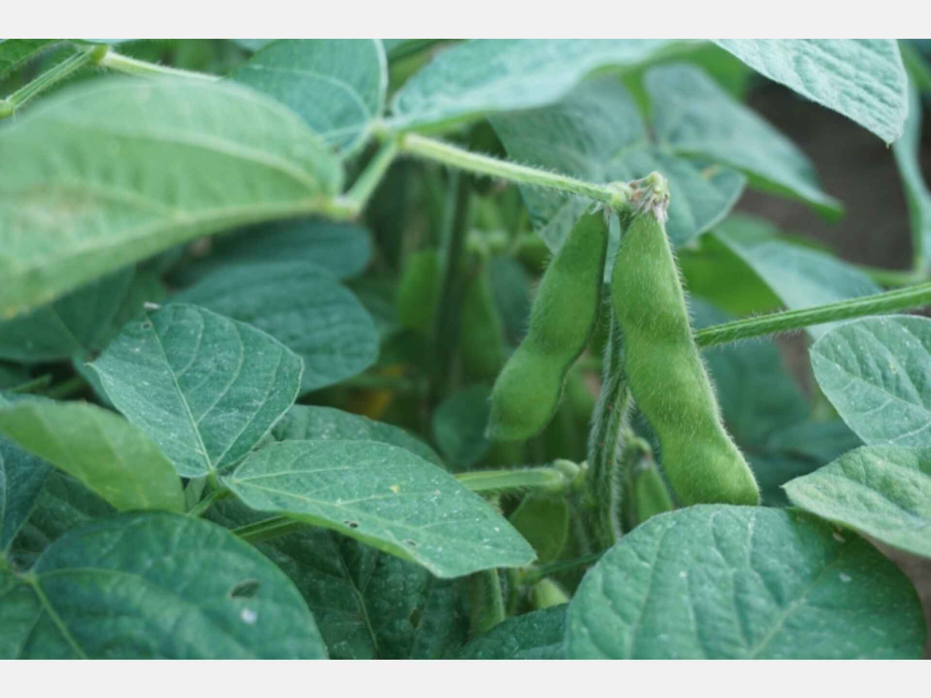 すべて知ってた?こんなにも多い大豆からできている食べ物 知ると得する栄養雑学・豆知識:アスレシピ すべて知ってた?こんなにも多い大豆からできている食べ物 知ると得する栄養雑学・豆知識:アスレシピ