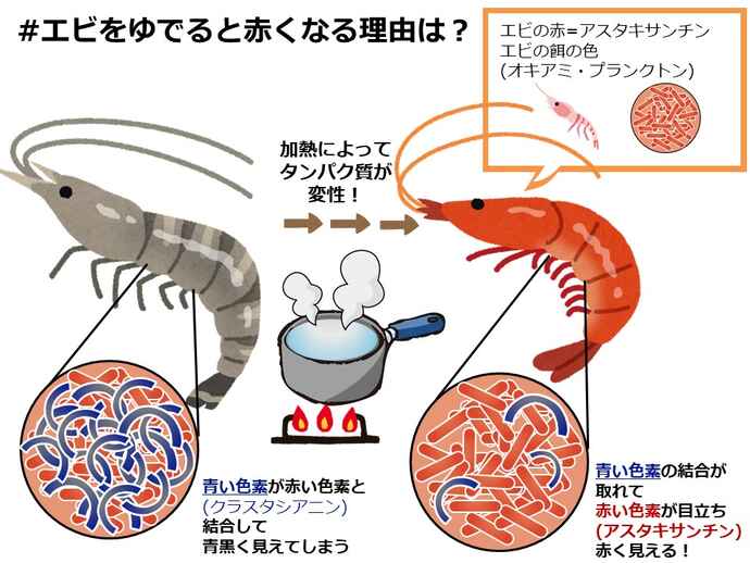 加熱するとエビが赤くなる理由 買うなら頭付きがいいのか キッチンは実験室 50 上 アスレシピ特派員 サポーターから アスレシピ 加熱するとエビが赤くなる理由 買うなら頭付きがいいのか キッチンは実験室 50 上 アスレシピ特派員 サポーターから アスレシピ