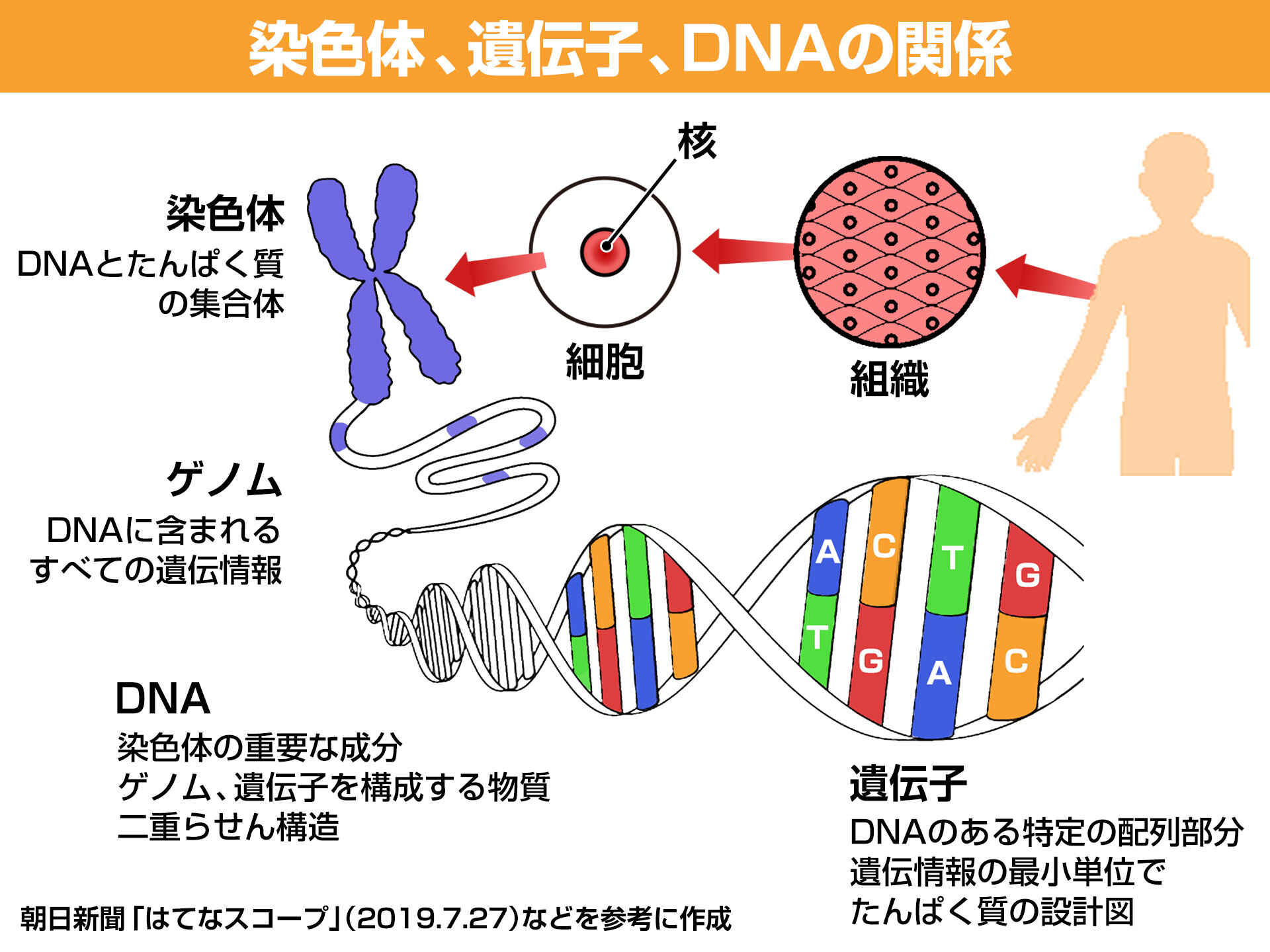 乳がんの他の危険因子は何ですか?